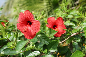 eine rote Hibiskus Blume © Malia