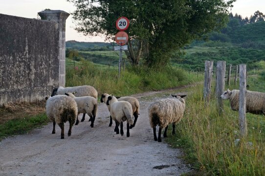 Ovelhas na trilha do Caminho de Santiago em Vidiago / Espanha