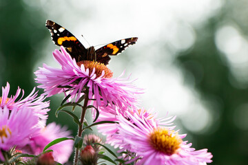 A butterfly on flowers. Purple aster. A flower of aster. Flower in garden. Autumn flowers