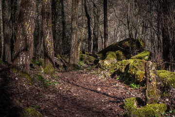 Moss covers the rocks in a forest in the sickles of the Duraton river, Segovia, Spain.