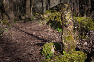 Moss covers the rocks in a forest in the sickles of the Duraton river, Segovia, Spain.
