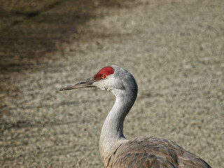 Sandhill Crane (Grus canadensis), side view portrait.