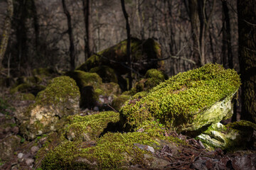Fototapeta na wymiar Moss covers the rocks in a forest in the sickles of the Duraton river, Segovia, Spain.