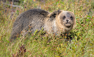 Grizzly bear in the wild