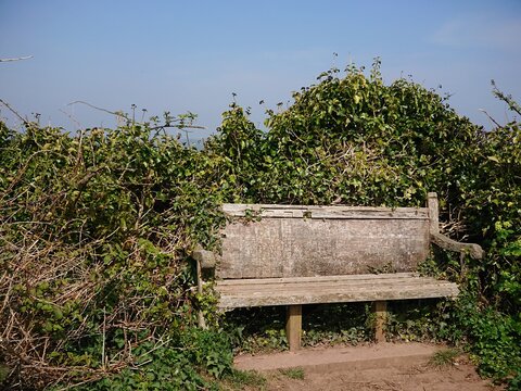 A single old wooden bench in a garden with foliage bushes