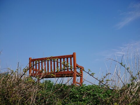 A single wooden chair in a bench with foliage bushes