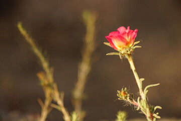 pink purslane flower grow in sunny summer day.