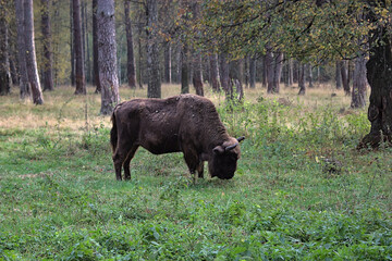 bison grazing autumn grass in a forest clearing