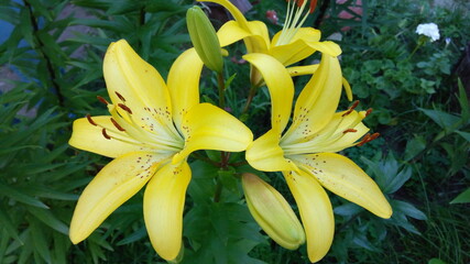 Obraz premium flower, yellow, nature, lily, plant, garden, spring, green, blossom, flowers, beauty, bloom, petal, flora, white, beautiful, lilies, macro, floral, petals, summer, orange, daffodil, lilly, fresh