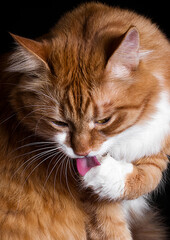 ginger cat licks its paw