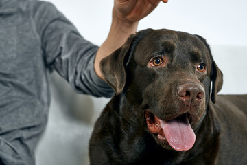 Purebred dog with black hair on a light background portrait, close-up, cropped view