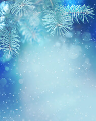 Fototapeta na wymiar Fir Blue Pine Branch - Christmas Holidays Background