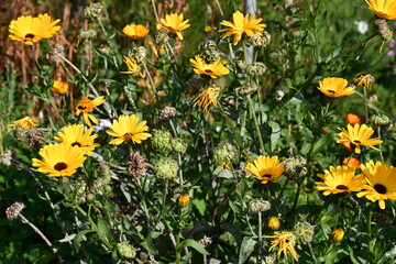 Obraz premium Calendula flowers are medical in the autumn garden. Calendula seeds.