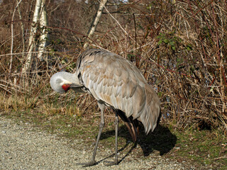 Sandhill Crane (Grus canadensis), preening.