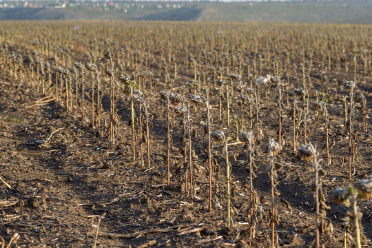 Sunflower field. Poor sunflower harvest due to lack of rain. Climate change, global warming and drought have resulted in sunflower crop failure. Dried plant stems in a farm field