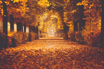 Golden autumn in a park with paths and benches, people walking in nature. - Powered by Adobe