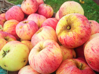 Ripe fresh apples in a basket. Autumn farm harvest.