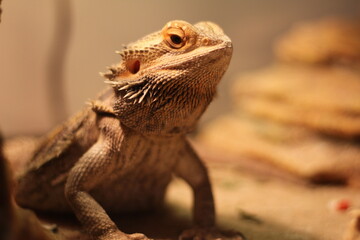 Domestic Adolescent Bearded Dragon Basking