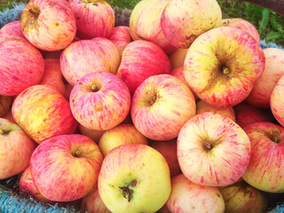 Ripe fresh apples in a basket. Autumn farm harvest.