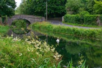 Swans at Irish Canal Bridge