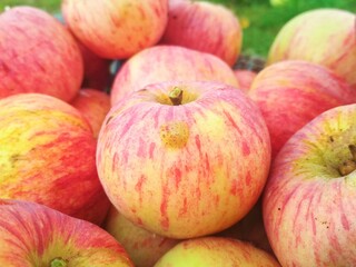 Ripe fresh apples in a basket. Autumn farm harvest.