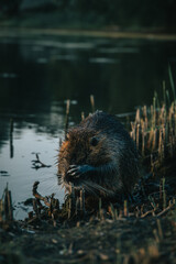 Beaver