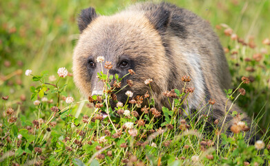Grizzly bear in the wild
