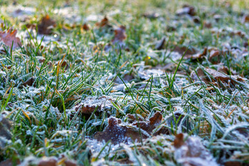 green grass and fallen leaves covered with frost