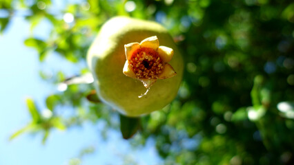 Pomegranade tree close up shot in the garden.
