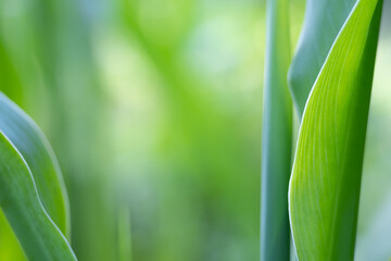 blur nature green broad leaf with sunlight background
