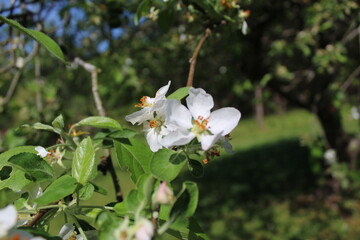 white apple tree flowers