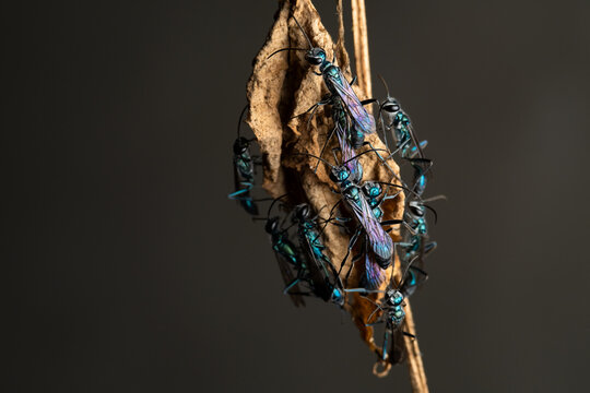 The Blue Mud Dauber on nest background