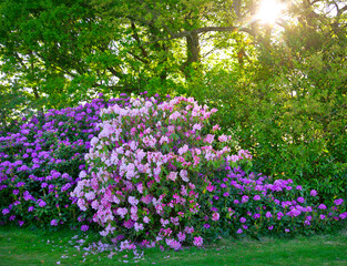 Rhododendron bushes growing in a garden with a canopy of trees in the background on a sunny spring day