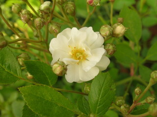 Obraz premium Rose Collection