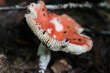 orange and white mushroom