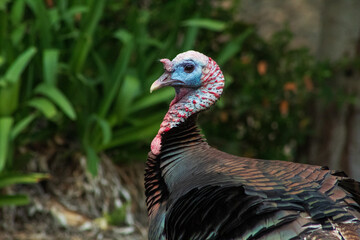 Tom Turkey taking a walk