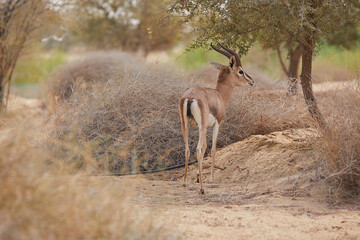 The Arabian sand gazelle  also known as the sand gazelle or reem is a species of gazelle native to the Syrian and Arabian Deserts. Al Qudra Lake Dubai UAE