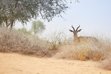 The Arabian sand gazelle  also known as the sand gazelle or reem is a species of gazelle native to the Syrian and Arabian Deserts. Al Qudra Lake Dubai UAE