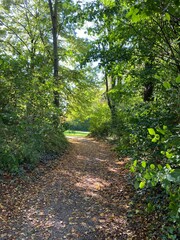 Gehweg bedekt mit braunem Laub, links und rechts stehen Bäume, Sonne strahlt entgegen