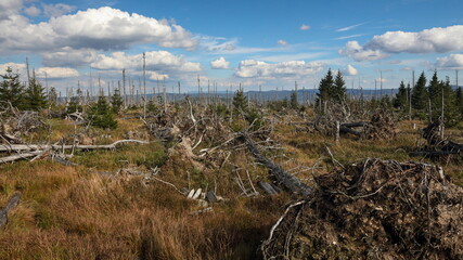 Obraz premium Withered trees during sunset at Polednik mountain, Sumava National Park