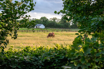 Equestrian Grazing Meadow in Kildare, Ireland