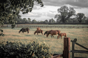 Equestrian Grazing Meadow in Kildare, Ireland