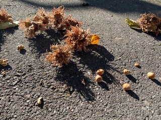 Haselnüsse liegen auf dem Asphalt vom Baum gefallen
