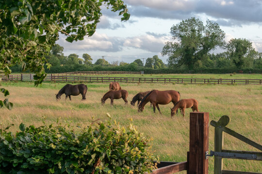 Equestrian Grazing Meadow in Kildare, Ireland