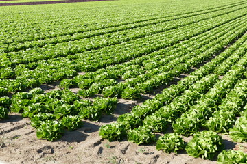 Kopfsalat in Reihen auf dem Feld