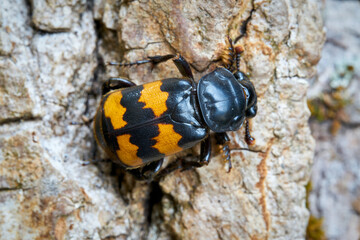 Close-up of a gravedigger beetle (Nicrophorus investigator) on a tree trunk  - obrazy, fototapety, plakaty