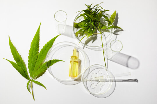Cbd htc canabbis oil in laboratory. Concept of medicine.