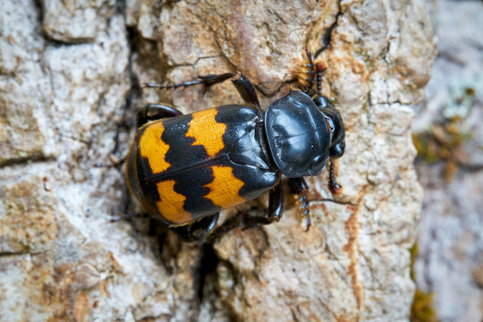 Close-up of a gravedigger beetle (Nicrophorus investigator) on a tree trunk 