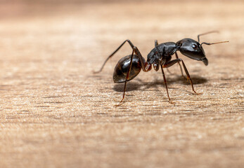 The giant black ant Camponotus Xerxes