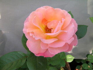 Rose Collection